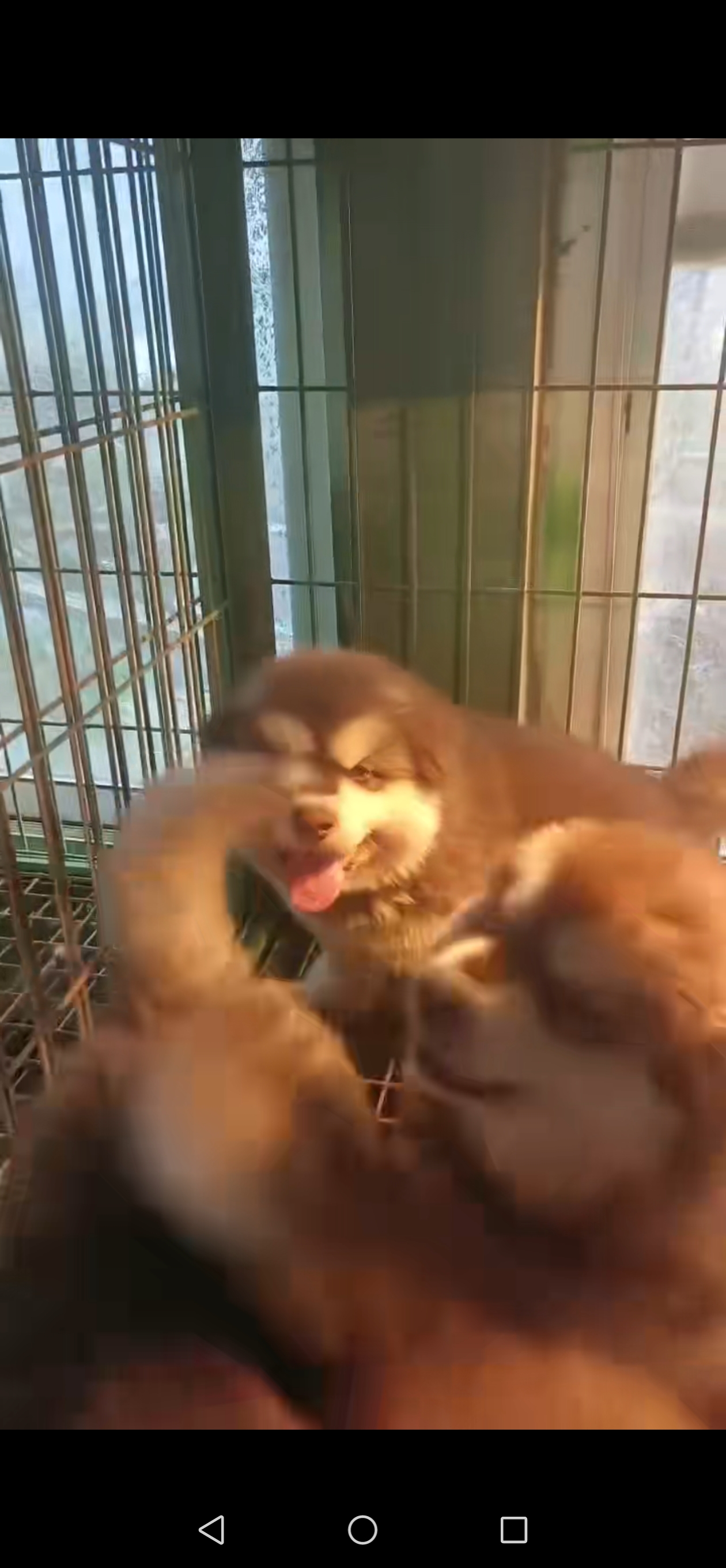 精品阿拉斯加，三个多月疫苗齐全